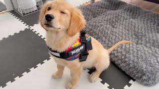 - I changed from a collar to a harness Golden retriever puppy, Bisuke