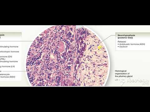 Hypothalamus Pituitary integration 4