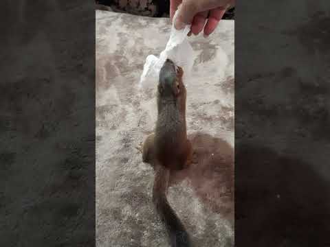 baby squirrel making her tp nest