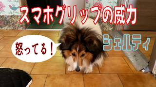 【シェルティ】スマホグリップの威力【フランス田舎暮らし🇫🇷】#犬の散歩 #賢い犬 #犬のいる暮らし #マイペースな犬