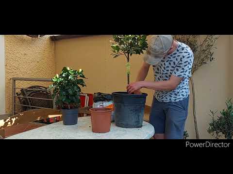 Echter Lorbeer Pflanzen umtopfen #shorts #pflanzen #tik_tok @crashbros3 @Crashbros3Gaming