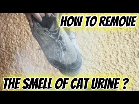 How to Remove the Smell of Cat Urine from Running Shoes