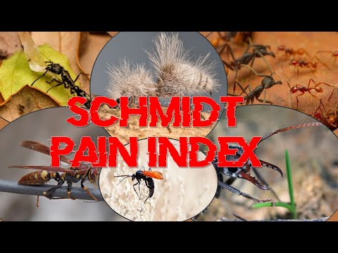 Schmidt Pain Index