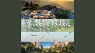 Morning in the Deep Forest