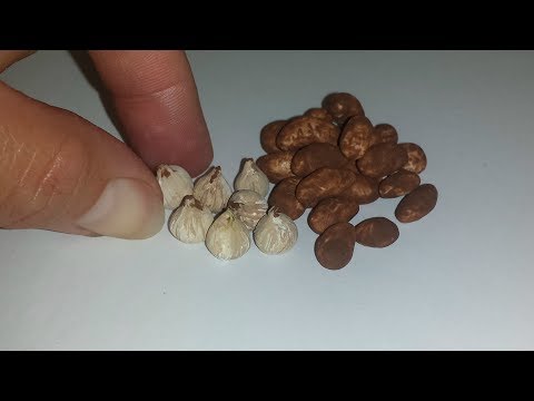 download lagu mp3 mp4 Wdk Onions, download lagu Wdk Onions gratis, unduh video klip Wdk Onions