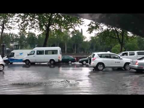 crocodile in tbilisi street
