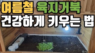 여름철 육지거북 건강하게 키우는법