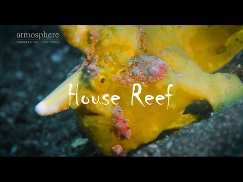 Atmosphere House Reef Video