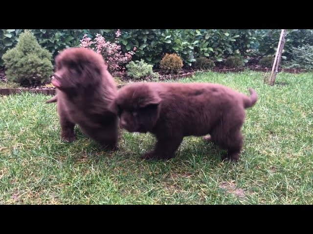 Terranova cachorro en venta