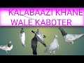 Kalabaazi Khane wale Kaboter ||Palti Khane wale kaboter ka shok |Crazy Animals