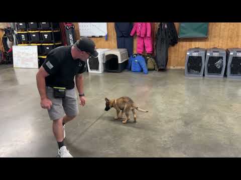 Learning Fast Is "Trinta" Obedience Update