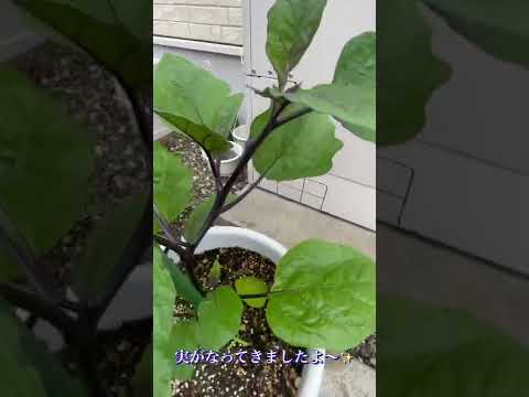 園芸 ナスの成長カレンダー