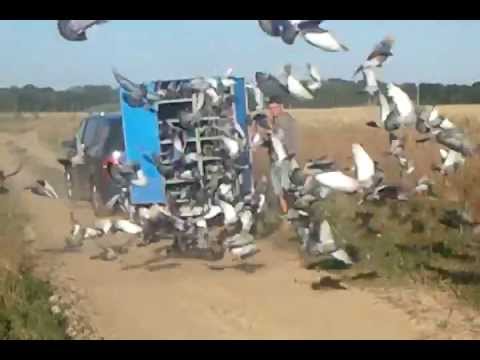 COLUMBODROM HONEST RACE - ANTRENAMENT 45 Km