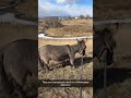 That One Unemployed Friend On A Wednesday Afternoon Donkey Unemployed Minidonkey Funny Colorado