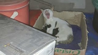 可愛いすぎる子猫 Part 7 || 芸能界ニュース