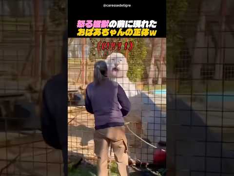 怒る猛獣の前に現れたおばあちゃんの正体ｗ
