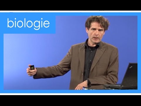 Video-Thumbnail von YouTube