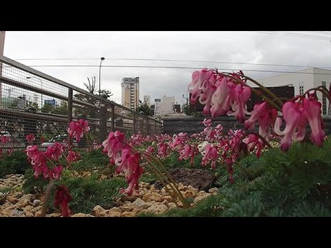 園芸 コマクサは燃えた心臓、出血した心臓