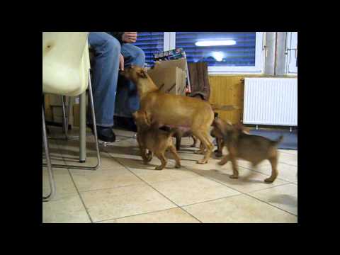 Heideterrier 9 Wochen alt