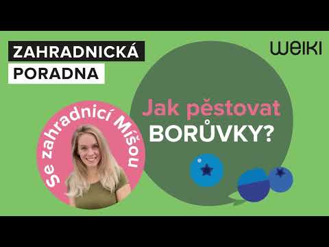 Jak zasadit a pěstovat borůvky? To vám řekne zahradnice Míša Brabcová