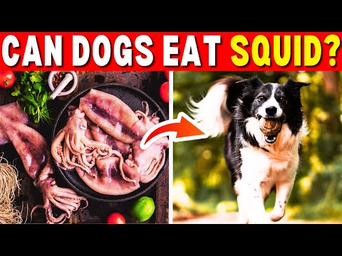Can Dogs Eat Squid? | Is Squid Safe For Dogs To Eat?