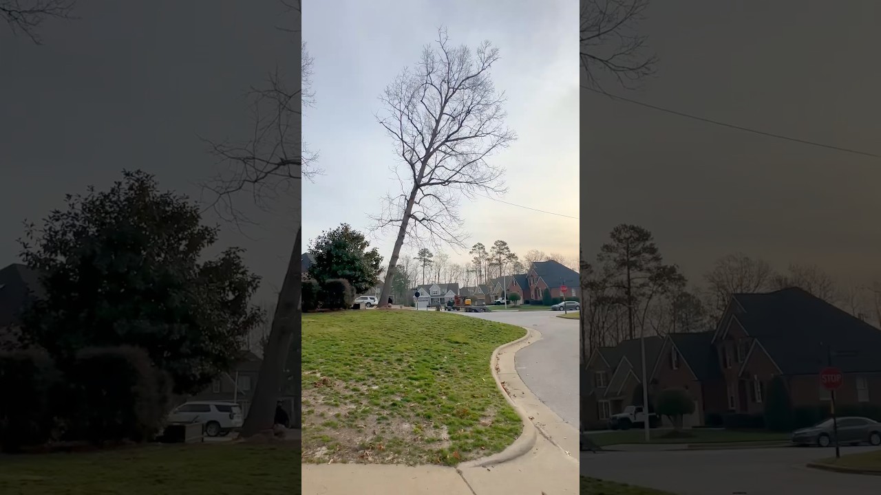 Kenny's Tree Removal video