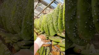 Lipstick made from cactus and insects?! #cactus #shorts