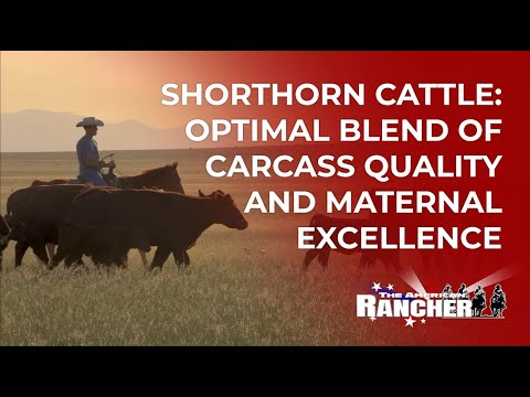 , title : 'Shorthorn Cattle: Optimal Blend of Carcass Quality and Maternal Excellence | The American Rancher'