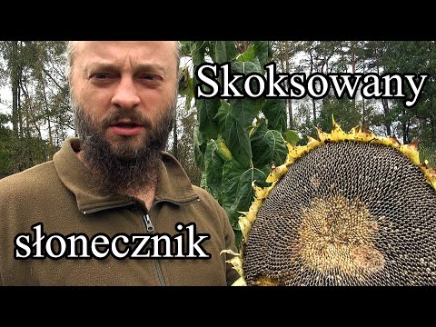 Ogrodowe pierdamony 82 - skoksowany słonecznik
