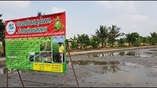 62 02 28 การย่อยสลายฟางและตอซังในนาข้าว ศาลายา พุทธมณฑล นครปฐม