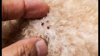 DETALHE PASSA DESPERCEBIDO CAUSA COCEIRA E IRRITAÇÃO NOS CÃES