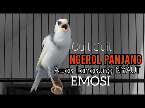 KENARI GACOR PANJANG Rol Rapat EMOSI Cuit cuit Ngerol AMPUH utk Pancingan kenari paud belajar bunyi