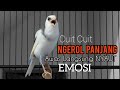KENARI GACOR PANJANG Rol Rapat EMOSI Cuit Cuit Ngerol AMPUH Utk Pancingan Kenari Paud Belajar Bunyi