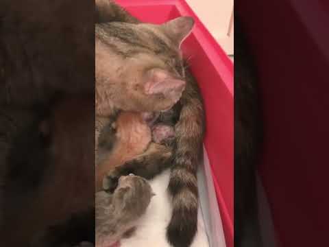 Cat giving birth and kitten first meow 😻