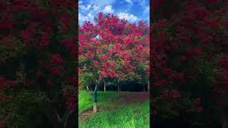 Download lagu Phool Phool Pe Bani Teri Tasveer | Kavita Krishnamurthy, Udit Narayan | Phool Songs | Madhuri mp3 Download lagu Phool Phool Pe Bani Teri Tasveer | Kavita Krishnamurthy, Udit Narayan | Phool Songs | Madhuri mp3