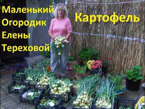 Маленький Огородик Елены Тереховой - Картофель 03.06.2011