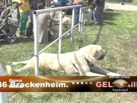 Mustafa Birkan 18 05 2014 Nakkaş  Abdullah Nice & THHV Kangal Severler.