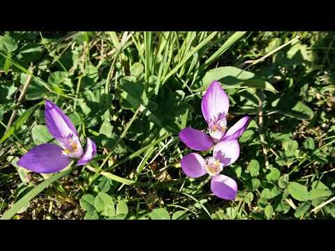 "Și totuși vine toamna, Și tu o simți și o îngâni..."  (Tatiana Stepa)