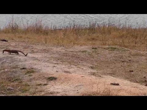 Djuma: Slender Mongoose takes away the dead Blacksmith Lapwing chick - 10:22 - 08/29/20