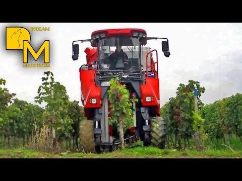 Visiting fascinating grape harvester machine in vineyard 🚜🍷 harvest machine ERO Grapeliner