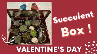 Valentine's Day Succulent Box ! Valentine's Day Gift Idea!! Succulent Arrangement in Chocolate Box!!