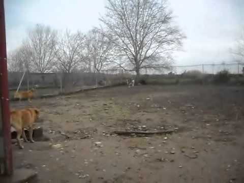 Nera Frodo Sasha Regie Martini Silvano 01/2014