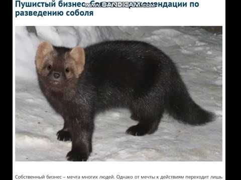 Пушистый бизнес Советы и рекомендации по разведению соболя