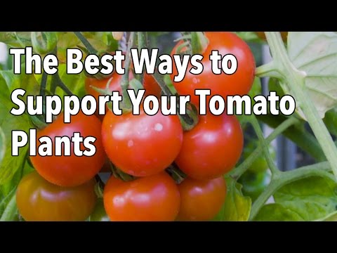 , title : 'Tomato Cages: How to Make Supports for Healthier Tomato Plants'