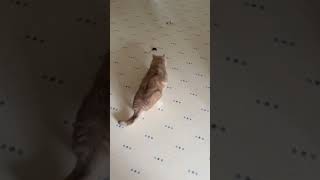 Funny Cats Get Scared of Baby Mouse in Kitchen!