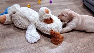 Feisty Little Labrador Puppy Loves to Play Rough with Her Teddy Bear 🐻