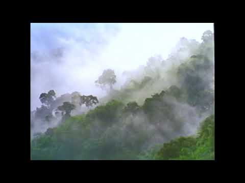 Jordan’s Sound Effects Compilation No.208: SOUTH AMERICA: MORNING AMBIENCE, BIRDS, INSECTS