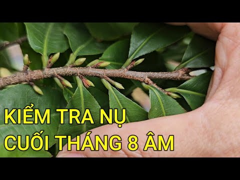 🔴 QBS23467 - KIỂM TRA NỤ MAI CUỐI THÁNG 8 ÂM LỊCH | CÁCH CHĂM SÓC MAI VÀNG MIỀN BẮC NỞ HOA ĐÚNG TẾT