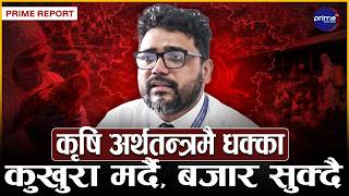 बर्ड फ्लुले कुखुरा मात्रै होइन, किसानको सपना पनि सखाप पार्दै; बजारमा त्रास, व्यापारीमा निराशा