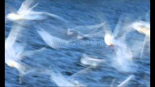 Unheilig - große freiheit original song